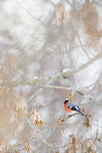 Eurasian bullfinch (Pyrrhula pyrrhula) in a tree in winter, Haute-Savoie, France