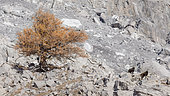 Alpine Chamois (Ruprica ruprica) and Larch in rocks in october, Valais, Switzerland.