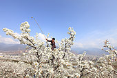 Hand pollination of pears orchards in Hanyuan, the Pear capital, Sichuan, China. Each year, the blossoming of the pear trees is much anticipated in Hanyuan because the income for the fruit farmers depends for a great part on a good pollination of the pear blossoms.