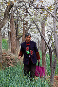 Hand pollination of pears orchards in Hanyuan, the Pear capital, Sichuan, China. An old woman in her orchard. The farmers put the fertilizing pollen on the flowers with a wooden cane to which a pompom of feathers or down has been attached at one end.