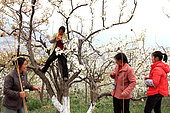 Hand pollination of pears orchards in Hanyuan, the Pear capital, Sichuan, China. The living standards for the farmers from the town of Hanyuan are rising rapidly and more and more often they call upon the villagers of the mountains to carry out this work that pays 40 yuan, or 4€, per day with two meals.
