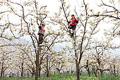 Hand pollination of pears orchards in Hanyuan, the Pear capital, Sichuan, China. In the orchards, the women work in teams or the farmers work as a couple.