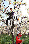 Hand pollination of pears orchards in Hanyuan, the Pear capital, Sichuan, China. In the orchards, the couples help each other to pollinate the trees. This intensive farming of pears requires more than 10 insecticide treatments per year.