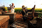 Honey Yellow Peril - Beekeeping and mass tourism on rapeseed field in Luoping, Yunnan. Luoping, Yunnan. Mister Huang in a field of rape. He is opening a hive from which he harvests honey every day for his best customers at the moment, the tourists. China