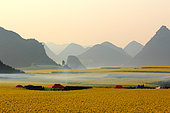 Honey Yellow Peril - Beekeeping and mass tourism on rapeseed field in Luoping, Yunnan. In February and March, the village of Jinji Lin (the Hills of the Golden Rooster) is certainly the most prized spot for the Chinese tourists come to see the panorama of rape fields stretching to the horizon. Beekeepers and vendors have set up camp for one and a half months along the road that leads to the hills that provide the best views. China