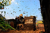 Honey Yellow Peril - Beekeeping and mass tourism on rapeseed field in Luoping, Yunnan. Thousands of bees fly in all directions. In the 1990s, Chinese beekeepers abandoned the Chinese Cerana bees to import European bees of the Italian species for their exceptional yields and their gentleness. China