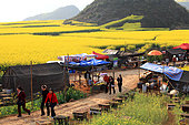 Miel jaune - Apiculture et tourisme de masse sur les champs de colza à Luoping, Yunnan. Le village de Jinji Lin, sur le chemin qui mène au panorama des collines du coq d’or, des citadines croisent les tentes des apiculteurs. Près de 10 millions de personnes visitent la région de Luoping durant la floraison du colza. Chine