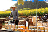 Miel jaune - Apiculture et tourisme de masse sur les champs de colza à Luoping, Yunnan. Un jeune apiculteur derrière son étal de vente de miel utilise un extracteur de miel manuel pour récolté. Chine