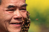 Honey Yellow Peril - Beekeeping and mass tourism on rapeseed field in Luoping, Yunnan. The beard of bees requires unfaltering sang-froid. China