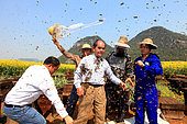 Honey Yellow Peril - Beekeeping and mass tourism on rapeseed field in Luoping, Yunnan. Like the installation of the swarms, the end of the show requires good coordination. The queens are reinstalled in their hives and the bees chased with a small brush China