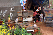 Honey Yellow Peril - Beekeeping and mass tourism on rapeseed field in Luoping, Yunnan. Luoping, Yunnan. Daily life: professional beekeepers live for nearly eight months in tents near their hives. They migrate the hives from one flowering to another on rented trucks. They work as a family and also produce royal jelly and pollen that they sell to wholesalers. China