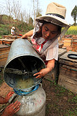 Honey Yellow Peril - Beekeeping and mass tourism on rapeseed field in Luoping, Yunnan. The honey is harvested as it is produced, the frames of honey combs being emptied by manual extractors. China