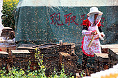 Miel jaune - Apiculture et tourisme de masse sur les champs de colza à Luoping, Yunnan. Une apicultrice travaille sur ses ruches en pleine journée entourée d’une multitude d'abeilles en vol. Chine