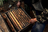 Miel jaune - Apiculture et tourisme de masse sur les champs de colza à Luoping, Yunnan. Chine