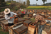 Honey Yellow Peril - Beekeeping and mass tourism on rapeseed field in Luoping, Yunnan. On a apiary in China China