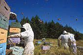 Miel Maori Manuka, Au cours de la récolte, des milliers d'abeilles de la sous-espèce italienne volent de cette façon et autour des apiculteurs. Les piqûres des abeilles gardiennes ne peuvent rien contre ce prédateur à deux pattes qui, protégé par sa combnaison, ne craint pas ses attaques.