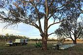 Sur les routes de la miellée perpétuelle, Préparation à la transhumance, chargement des ruches sur le rucher de Franck Malfroy, un apiculteur commercial qui possède un cheptel de 1 000 ruches élevées en apiculture biologique. NSW, Australie