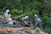 The honey of the untouchables, At the top of the cliff, Then Mari’s assistants follow instructions, prepare smokers and pass on equipment. Tamil Nadu, India