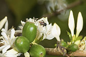 A trigona scaptotrigona bee on a coffee flower. The breeding of this bee brings the cooperative an undeniable extra in terms of the pollination of the coffee plants and therefore the quality of the coffee beans. Mexico stingless honeybees and equitable trade