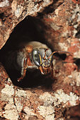 De la taille d'une abeille européenne, l'abeille maya (Melipona beecheii), ne laisse qu'une entrée très étroite à sa ruche pour se protéger des attaques des prédateurs et des rivaux. Abeille sans dard du Mexique et commerce équitable