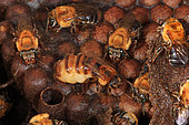 La reine entourée de plusieurs femelles sur les cellules du couvain qui pour cette abeille Mélipone (Melipona seminigra pernigra) sont construites à l'horizontale. Les mélipones sont des abeilles semi-sociales, les colonies regroupent de 500 à 2000 abeilles et les reines doivent parfois demander avec insistance d'être nourries en battant des ailes pour réclamer. Contrairement à notre abeille domestique, il peut y avoir chez les abeilles mélipones plusieurs reines par colonie, une seule étant cependant pondeuse. C'est une stratégie de survie. Abeilles sans dard de l'Amazonie