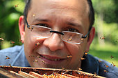 Giorgio Venturieri in front of an open hive of Trigona fulviventris bees, which have the particularity of keeping on their back legs little balls of resin to protect them from ant attacks. "I put in place a system of hives that allows for the colonies' easy division, to multiply the hives and carry out several honey harvests.". Stingless bees of the Amazon