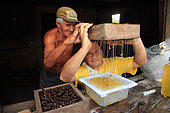 Brazil, State of Para, near Bragança. Mr. Roque, 68 years old and a beekeeping farmer, with Professor Giorgio Venturieri harvesting together the honey from a hive.. Stingless bees of the Amazon