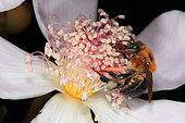 The Melipona seminigra pernigra Stingless bee will contract its abdomen over the flower to collect more pollen all while sucking up the nectar. Stingless bees of the Amazon
