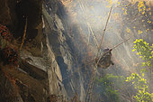 Handling the long bamboo poles while under repeated attacks by the swarms requires uncommon composure and self-assurance. For this phase of the operation, the Perengge uses a rope to secure himself to the ladder. Solukumbu, Nepal. The tiger men honey hunting