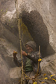 The rebokipe are the ladder attendants (“rebo” means rope ladder in the Rai language). With their full weight hanging from the ladder, they keep it pulled tight to facilitate the guru’s progress and move the ladder from one nest to another. Solukumbu, Nepal. The tiger men honey hunting