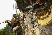 For four hours, Bolo Kesher stays suspended between earth and sky to harvest the cliff’s eight nests, each new colony visited setting off a renewed attack. Solukumbu, Nepal. The tiger men honey hunting