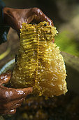 Because of the nest’s structure, comprising a single comb, the honey storage cells of the giant Himalayan bee are five to ten times longer than those of our Apis mellifera, which measure barely more than half an inch. Solukumbu, Nepal. The tiger men honey hunting