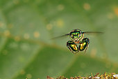 An Orchid bee (Euglossa hemichlora) in flight. With solitary or semi-social bees like Euglossa, the bees feed themselves on nectar directly from the flowers and they gather pollen that they mix with the nectar for the brood, Panama. The tropical world of stingless bees