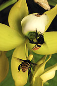 Des abeilles solitaires (Eulaema marcii) butinent le nectar d’une orchidée (Cochleanthes lipscombiae). L’une transporte une masse de pollen d’une orchidée Notylia. Panama. Le monde tropical des abeilles sans dard