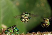 En vol, une abeille à orchidée (Euglossa hemichlora). Chez ces abeilles solitaires ou semi-sociales comme les Euglossa, les abeilles se nourrissent directement sur les fleurs de nectar et elles récoltent du pollen qu’elles mélangent à du nectar pour le couvain.Le monde tropical des abeilles sans dard