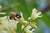 On a Moringa (Moringa oleifera) flower, a medicinal and edible plant, a bee drinks the nectar and gathers the pollen. Three bee species cohabit: one from the Rift Valley, the Apis mellifera mellifera, another, Sudanese one, the Apis mellifera nubica, and the last originating from Afar in the east, near Somalia, the Apis mellifera scrutellata, The Honey Tribe, Omo valley, Ethiopia