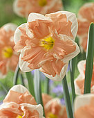 Narcissus Apricot Whirl