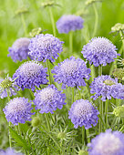 Scabiosa columbaria Blue Note