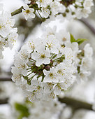Prunus avium Vanda ®