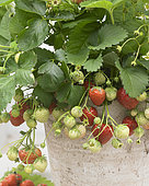 Fragaria x ananassa Elvira