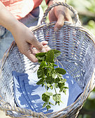 Mentha spicata