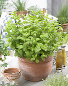 Mentha spicata Moroccan