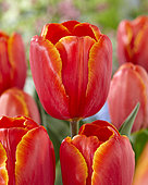 Tulipe 'Power Play' en fleur dans un jardin