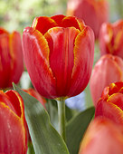 Tulipe 'Power Play' en fleur dans un jardin