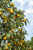 Orange tree 'Tarocco', blood orange 'Tarocco', (Citrus sinensis) 'Tarocco', the citrus collection of the Carnoles palace, Menton, Alpes-Maritimes, France