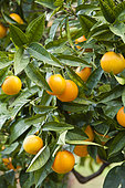 'Valencia' orange tree, Oranger Valencia Late (Citrus sinensis 'Valentia Late'), the citrus collection of the Carnoles palace, Menton, Alpes-Maritimes, France