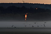 Crows in the mist at nightfall near the air socket of the airfield, Courcelles les Montbéliard, Doubs, France