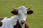 Montbéliarde cow portrait, Charquemont, Doubs, France