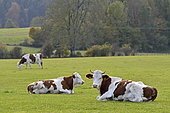 Montbéliarde cows in pasture, Charquemont, Doubs, France