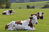 Montbéliarde cows in pasture, Charquemont, Doubs, France